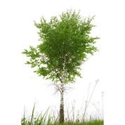 Papier Blanc Artificiel Bouleau