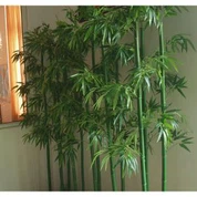 Arbre bambou Simulation haute