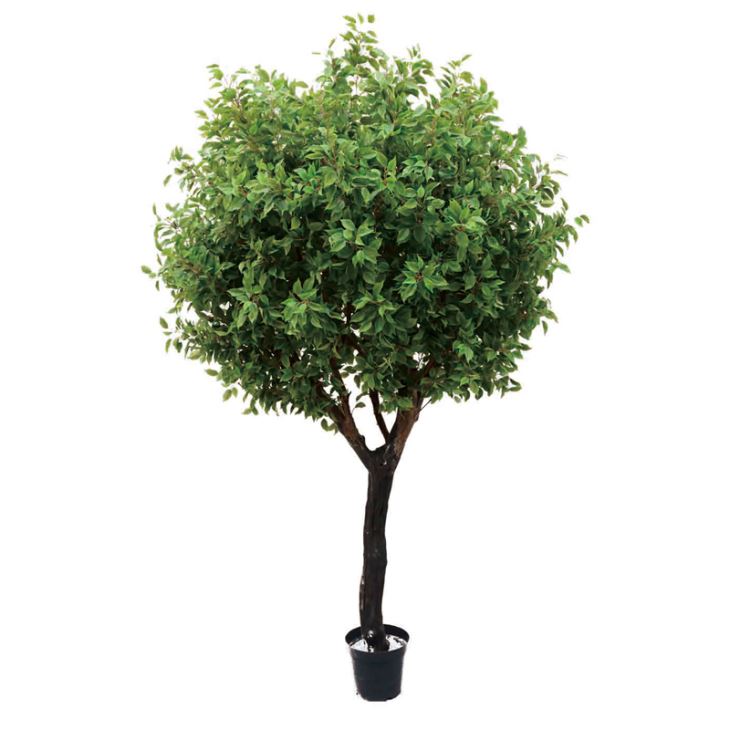 7 Foot Silk Ficus Tree 7 Foot Silk Ficus Tree